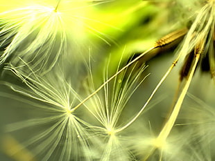 macro photography of white Dandelion flower HD wallpaper